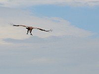 DSC 6557 : africa, animali, avvoltoi, tanzania, uccelli