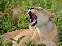 DSC 6560 : africa, animali, leone, tanzania