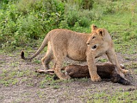 DSC 6570 : africa, animali, leone, tanzania