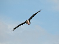 DSC 6621 : africa, animali, marabu, tanzania, uccelli