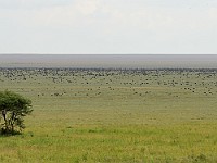 DSC 6622 : africa, animali, gnu, paesaggi, tanzania