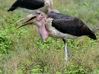 DSC 6740 : africa, animali, marabu, tanzania, uccelli