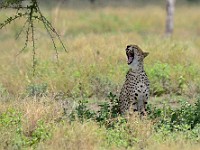 DSC 6749 : africa, animali, ghepardi, tanzania
