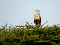 DSC 6761 : africa, animali, serpentario, tanzania, uccelli