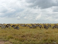 DSC 6816 (2) : africa, animali, gnu, tanzania, zebre