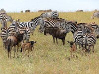 DSC 6817 : africa, animali, gnu, tanzania, zebre