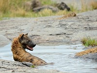 DSC 6831 : africa, animali, iene, tanzania
