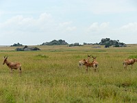 DSC 6859 : africa, alcelafo, animali, tanzania