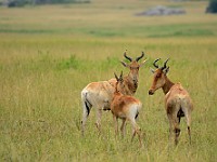 DSC 6863 : africa, alcelafo, animali, tanzania