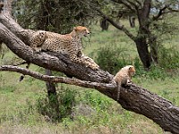 DSC 6897 : africa, animali, ghepardi, tanzania
