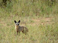 DSC 6966 : africa, animali, otocioni, tanzania