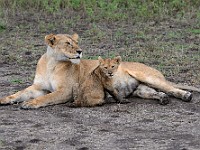 DSC 6967 : africa, animali, leone, tanzania