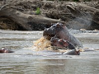 DSC 6990 : africa, animali, ippopotami, tanzania