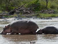 DSC 7103 : africa, animali, ippopotami, tanzania