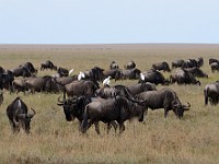 DSC 7112 : africa, animali, gnu, tanzania