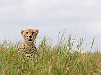 DSC 7253 : africa, animali, tanzania