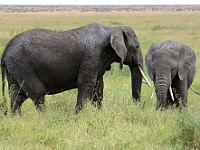 DSC 7289 : africa, animali, elefante, tanzania
