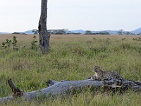 DSC 7318 : africa, animali, leopardi, tanzania