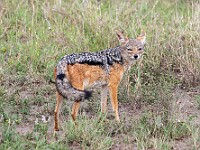 DSC 0017 : africa, animali, sciacalli, tanzania, ventiquattresimoviaggio