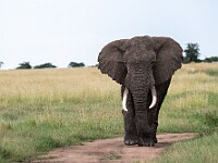 DSC 0033 : africa, animali, elefanti, tanzania, ventiquattresimoviaggio