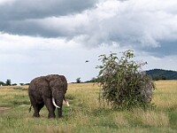 DSC 0045 : africa, animali, elefanti, tanzania, ventiquattresimoviaggio