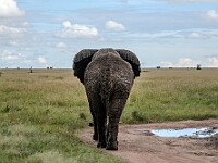 DSC 0049 : africa, animali, elefanti, tanzania, ventiquattresimoviaggio