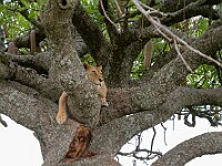 DSC 0068 : africa, animali, leoni, tanzania, ventiquattresimoviaggio