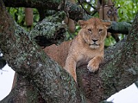DSC 0138 : africa, animali, leoni, tanzania, ventiquattresimoviaggio