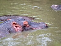 DSC 0143 : africa, animali, ippopotami, tanzania, ventiquattresimoviaggio