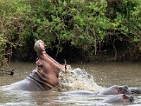 DSC 0194 : africa, animali, ippopotami, tanzania, ventiquattresimoviaggio