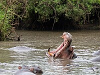 DSC 0221 : africa, animali, ippopotami, tanzania, ventiquattresimoviaggio