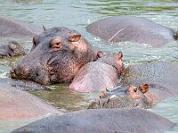 DSC 0280 : africa, animali, ippopotami, tanzania, ventiquattresimoviaggio