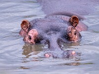 DSC 0375 : africa, animali, ippopotami, tanzania, ventiquattresimoviaggio