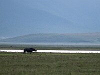 DSC 3422 : africa, animali, ngorongoro, rinoceronti, tanzania, ventiquattresimoviaggio