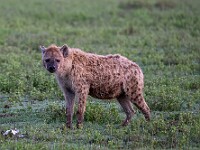DSC 3427 : africa, animali, iene, ngorongoro, tanzania, ventiquattresimoviaggio