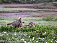 DSC 3441 : africa, animali, ngorongoro, sciacalli, tanzania, ventiquattresimoviaggio