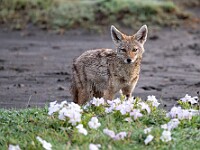DSC 3469 : africa, animali, ngorongoro, sciacalli, tanzania, ventiquattresimoviaggio