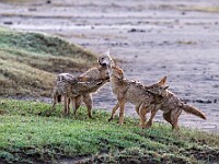 DSC 3524 : africa, animali, ngorongoro, sciacalli, tanzania, ventiquattresimoviaggio