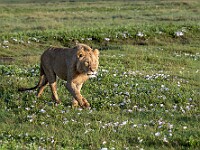 DSC 3630 : africa, animali, leoni, ngorongoro, tanzania, ventiquattresimoviaggio