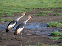 DSC 3771 : africa, animali, grucoronata, ngorongoro, tanzania, uccelli, ventiquattresimoviaggio
