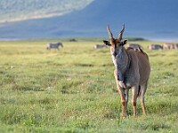 DSC 3835 : africa, animali, antilopi, eland, ngorongoro, tanzania, ventiquattresimoviaggio
