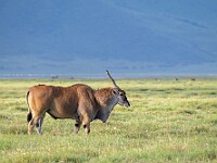 DSC 3836 : africa, animali, antilopi, eland, ngorongoro, tanzania, ventiquattresimoviaggio
