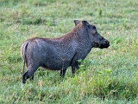 DSC 3857 : africa, animali, facoceri, ngorongoro, tanzania, ventiquattresimoviaggio