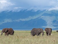 DSC 3901 : africa, animali, elefanti, ngorongoro, tanzania, ventiquattresimoviaggio