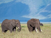 DSC 3905 : africa, animali, elefanti, ngorongoro, tanzania, ventiquattresimoviaggio