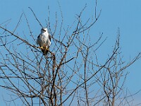 DSC 3924 : africa, animali, falchi, ngorongoro, tanzania, uccelli, ventiquattresimoviaggio