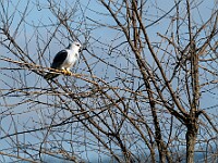 DSC 3931 : africa, animali, falchi, ngorongoro, tanzania, uccelli, ventiquattresimoviaggio
