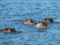 DSC 3951 : africa, animali, ippopotami, ngorongoro, tanzania, ventiquattresimoviaggio