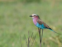 DSC 4034 : africa, animali, ghiandaia, ngorongoro, tanzania, uccelli, ventiquattresimoviaggio