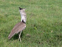 DSC 4051 : africa, animali, ngorongoro, otarda, tanzania, uccelli, ventiquattresimoviaggio